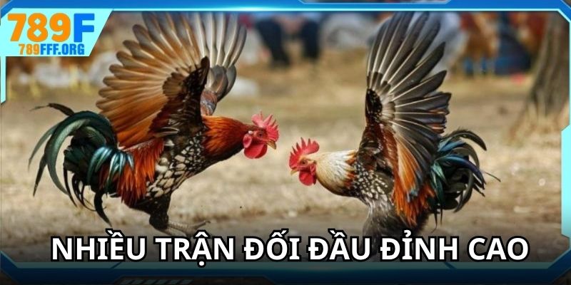 Đá gà 789F cung cấp nhiều trận đối đầu đỉnh cao