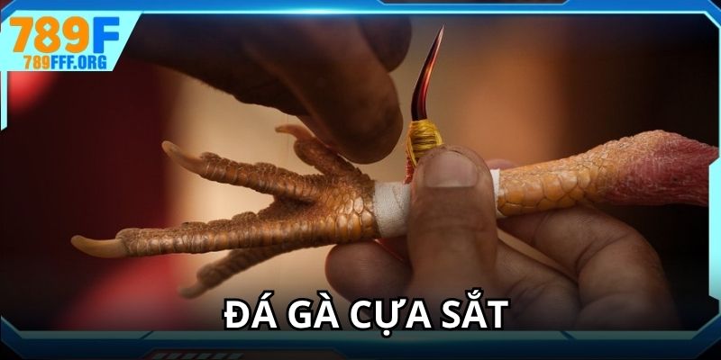 Đá gà cựa sắt trang bị thêm vật dụng sắc nhọn