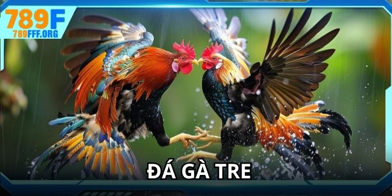 Đá gà tre với những màn đối đầu hấp dẫn